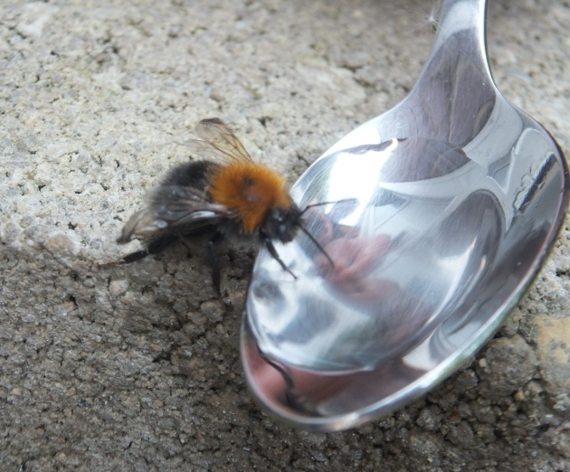 bebedero para abejas 4
