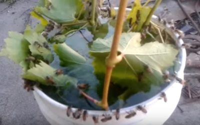 Bebedero para abejas: ¿cómo construirlo?