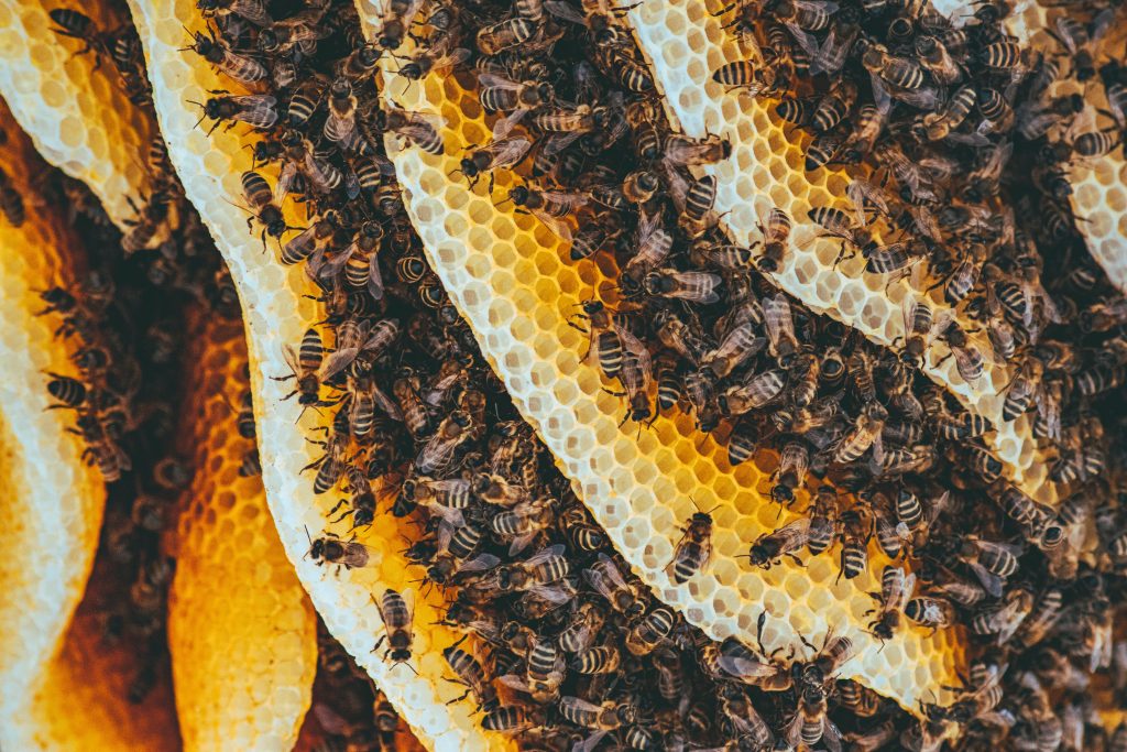 abejas-dia-medio-ambiente