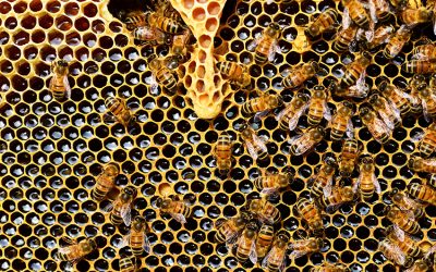 ¿Sabías que la miel no caduca? Descubre este y más datos curiosos