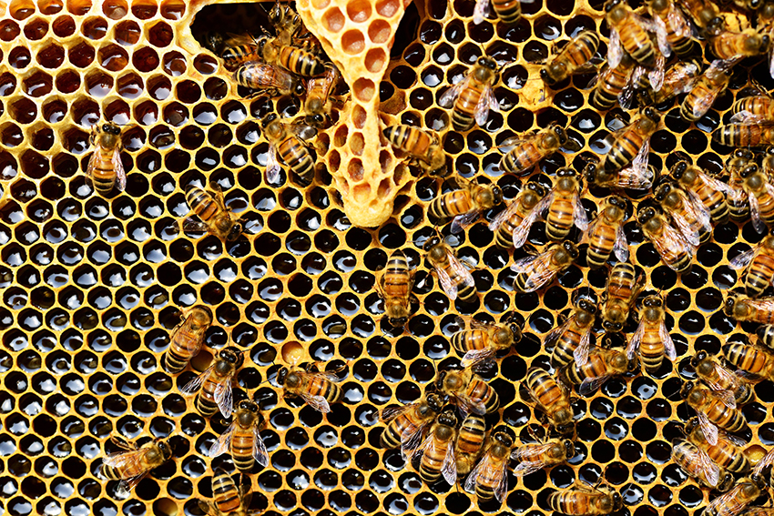 ¿Sabías que la miel no caduca? Descubre este y más datos curiosos
